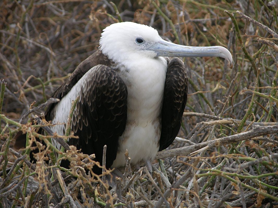 Galapagos 2-1-14 North Seymour Young Frigatebird